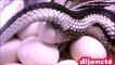 Cute Snakes Laying Eggs