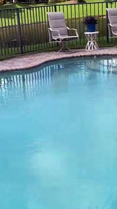 Basilisk Lizard Makes a Watery Escape