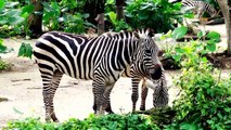 African Animals Names and Sounds for Kids to Learn _ Learning African Animal Nam