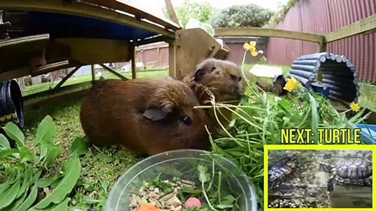 Learn Names Of Pets For Kids Pet Animal Names And Sounds For Children 