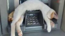 Zeytinburnu’nda ATM’de uyuyan kedi görenleri gülümsetti