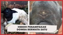 Heboh Penampakan Domba Mata Satu di Sumedang