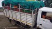 शाजापुर: नेशनल हाइवे पर टायर फटने से केले से भरा ट्रक दुर्घटनाग्रस्त