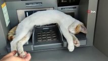 Zeytinburnu'nda ATM’de uyuyan kedi görenleri gülümsetti