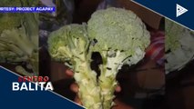 Ilang gulay sa Cordillera region, may oversupply; problema ng mga magsasaka, tinutugunan na ng Department of Agriculture