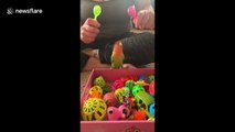Parrot absolutely loves to dance along with maracas