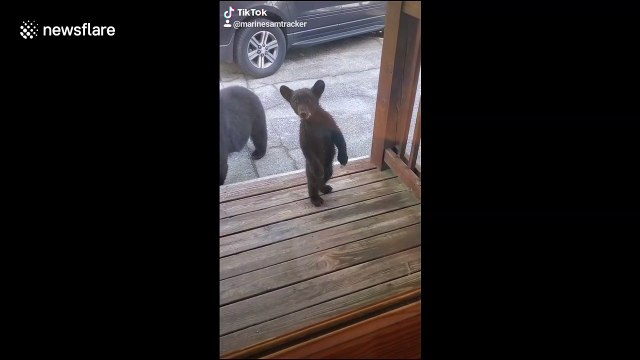 Mother bear not impressed as curious cubs check out tourists in Tennessee