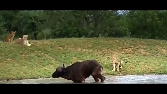 Elephant Saved, Buffalo From Lion, - Elephant Vs ,Lion Big Cat ,Attacks ,Aniamals Save, Another Animals