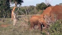 Elephant Vs Python ,Real Fight  Mother ,Elephants Rescue, baby From Python,  Amazing Attack ,Of Animals
