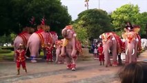 Elephants Dance, Funny At National ,Zoo  Most Amazing, Animals Videos ,- Caught On Camera