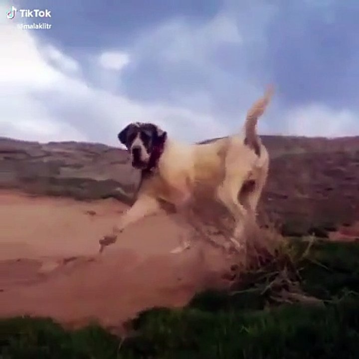 ADAMCI MALAKLI COBAN KOPEGi - ANGRY ANATOLiAN MALAKLI DOG