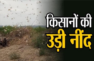 Locust Terror || किसानों की उड़ी नींद