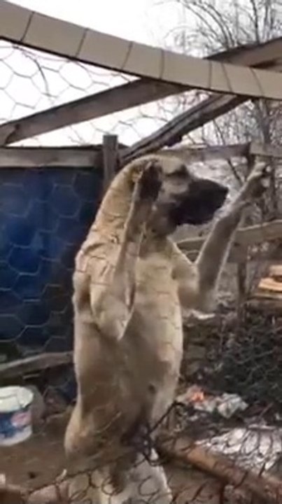 ADAMCI DiSi SiVAS KANGAL KOPEGi - ANGRY SiVAS KANGAL LADY DOG