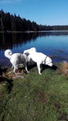 AKBAS COBAN KOPEKLERi OLEN GEZiNTiSi - AKBASH SHEPHERD DOG WALK NOON