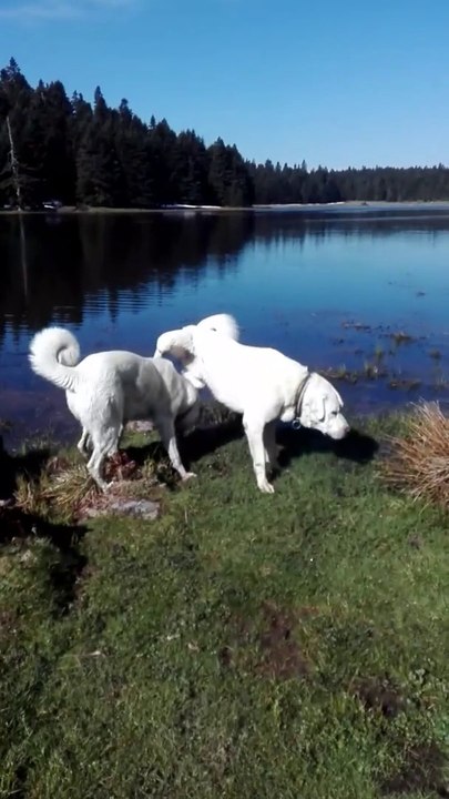 AKBAS COBAN KOPEKLERi OLEN GEZiNTiSi - AKBASH SHEPHERD DOG WALK NOON