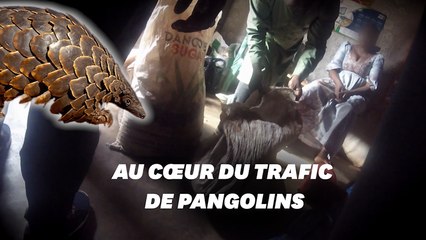 "Sur le Front": enquête choc sur la chasse au pangolin pendant le Covid-19
