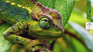 Fast tongues l Chameleons in slow-motion - YouTube
