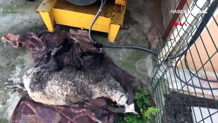 Bacakları bağlanıp çuvala konulan koç, çöp konteynerinde ölüme terk edildi