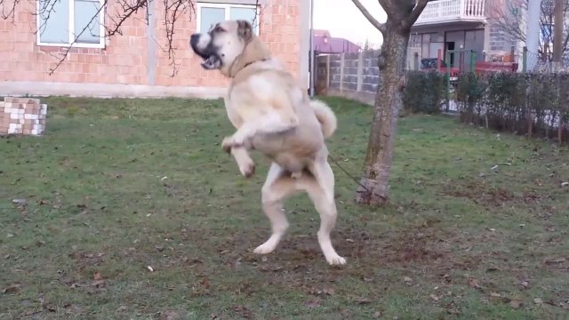 ANADOLU COBAN KOPEGi ALA - ANATOLiAN SHEPHERD DOG ALA