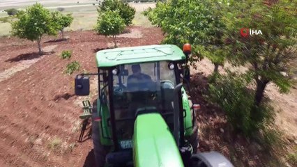 Ceviz üreticisi bu yıl yüksek rekolte bekliyor