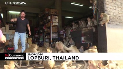 Спасайся от обезьян, смотри на котиков!