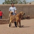 ALABAY ve iRAN COBAN KOPEGi ATISMA - ALABAi and PERSiAN SHEPHERD DOG VS
