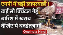 Madhya Pradesh के Seoni में बड़ी लापरवाही, ढाई सौ क्विंटल wheat बारिश में हुआ बर्बाद |वनइंडिया हिंदी