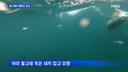 죽은 새끼 등에 업고 다니는 돌고래 애틋한 모정