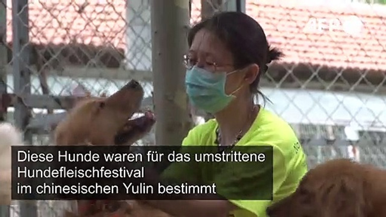 Weniger Appetit auf Hundefleisch wegen Coronavirus-Pandemie?