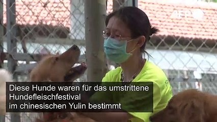 Weniger Appetit auf Hundefleisch wegen Coronavirus-Pandemie?