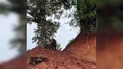 सोशल मीडिया पर छाए हाथियों की शरारत के दो वीडियो, देखकर मुस्कुरा उठेंगे आप