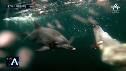 어미 돌고래의 지극한 모성애…죽은 새끼 2주 보호한 듯