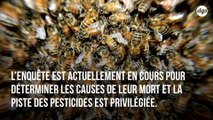 Après la mort de plus de 50 millions d'abeilles, la Croatie déclare l'état de catastrophe naturelle