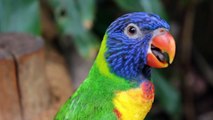 Awesome Parrot Talking and Dancing