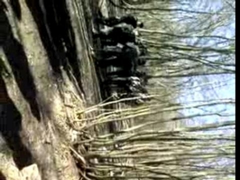 air soft avec la wolf