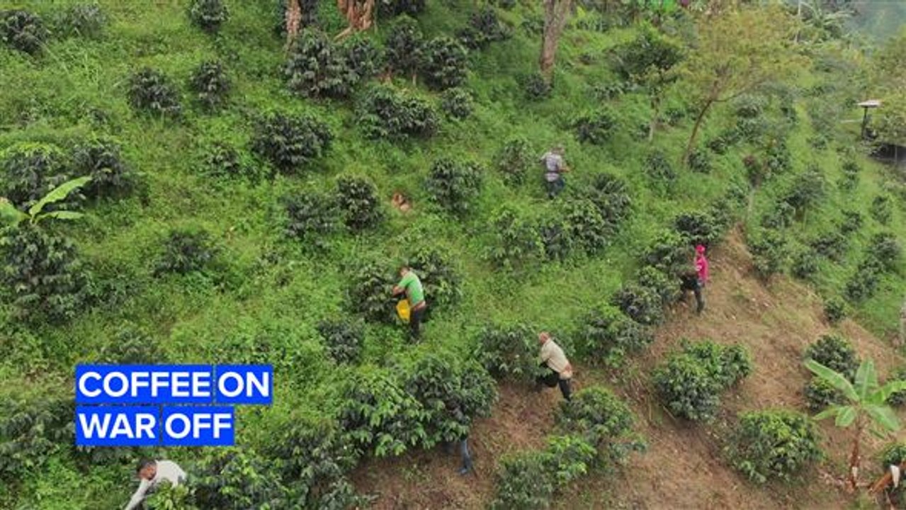 Cultivating coffee and peace in Colombia