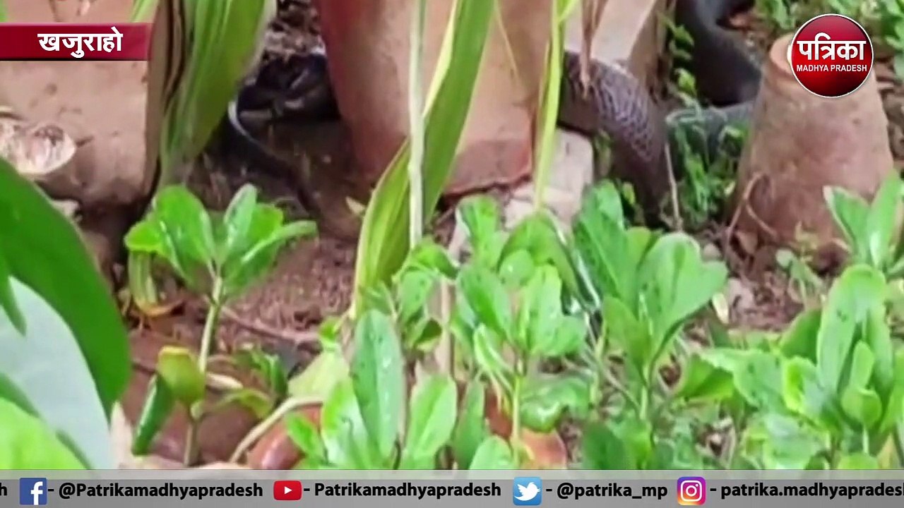 VIDEO STORY : छोटे सांप को निगल गया बड़ा सांप, 2 घंटे तक चली लड़ाई