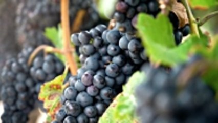 Great Pinot Noirs for Under $20