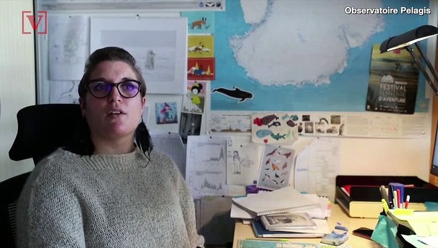 Dead Dolphins Continue to Wash Ashore in Record Numbers, Here’s Why