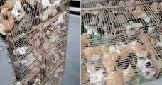 Chine : ces chats volés et enfermés dans des cages étaient destinés à être mangés, avant d'être sauvés