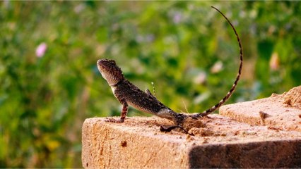 Will Lizards Eat Bird Eggs?
