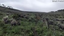 Elk Calf Freed From Fence