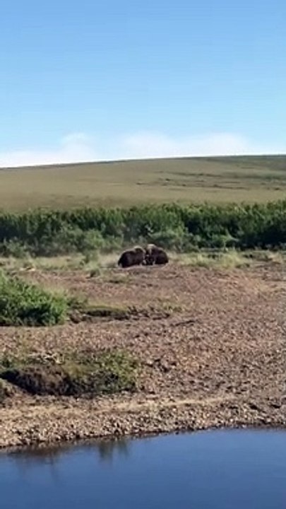 Musk Oxen Putting Their Heads Together