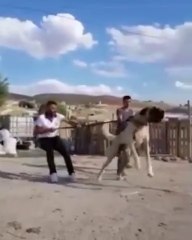 ANADOLU COBAN KOPEGiNi ZOR ZAPT ETTiLER - VERY ANGRY ANATOLiAN SHEPHERD DOG