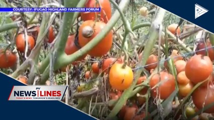 Ifugao vegatables left to rot due to drop in prices