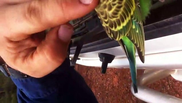 Ces perruches sauvages ne veulent pas bouger de son pare-brise