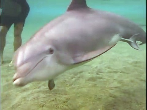 Assistez à la naissance d'un bébé dauphin... Merveilleux