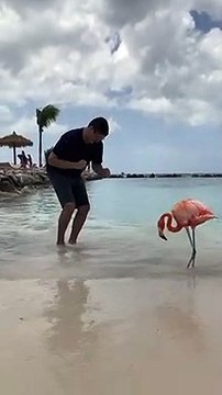 Danser avec un flamant rose... adorable