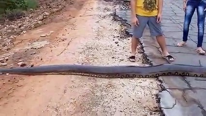 Quand un énorme anaconda de 6m bloque la route
