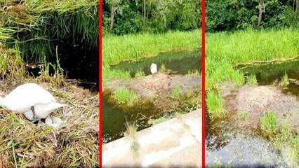 So Sad! மனமுடைந்த அம்மா வாத்து!  அடுத்த நிமிடம் உயிர் போனது..எதனால் தெரியுமா?